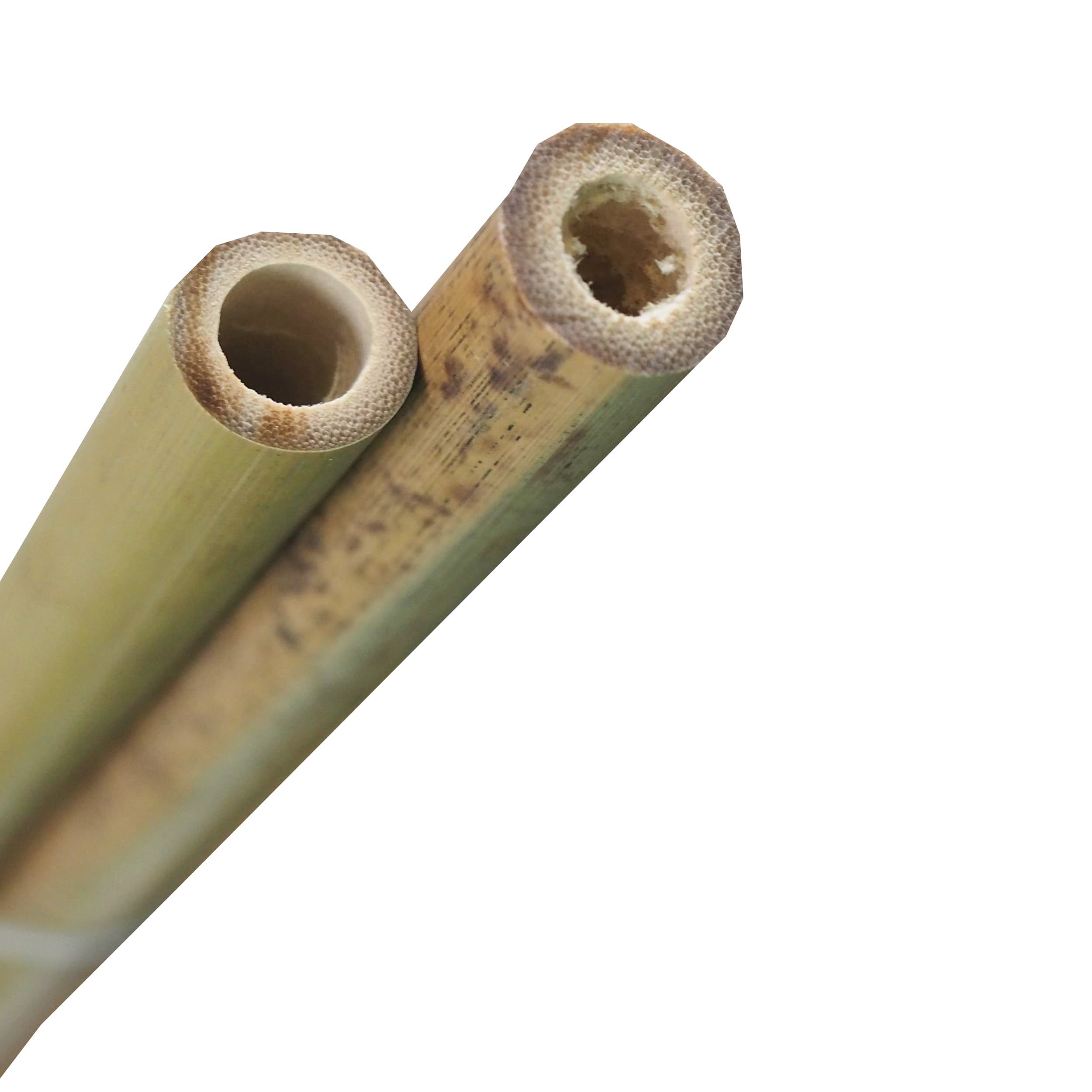 Bambusové tyče TOPTRADE 150 cm Ø 14–16 mm – sada 2 ks - náhled 4